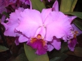 imgp0374_cattleya