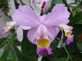 p1070822_cattleya