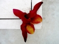 p1150100_phragmipedium