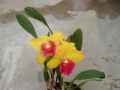 p1150275_cattleya