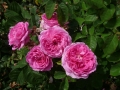 rose mme pereire_strong scent_corretta_sito